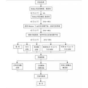 如何鑒定空腸彎曲菌